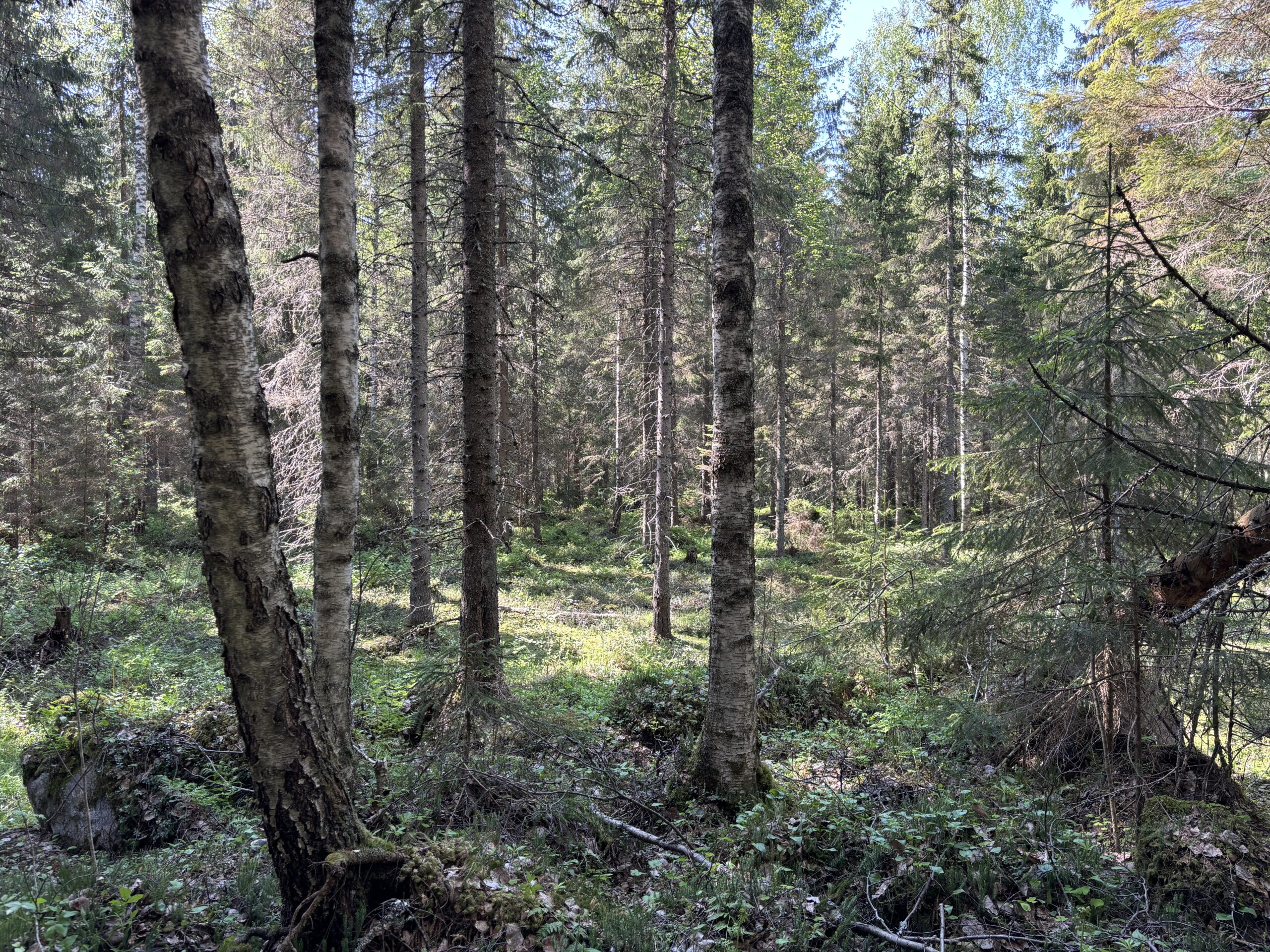 IMG_4919