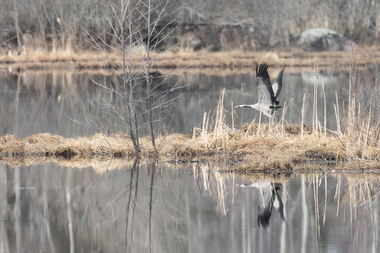 1V2A0061-Enhanced-NRh